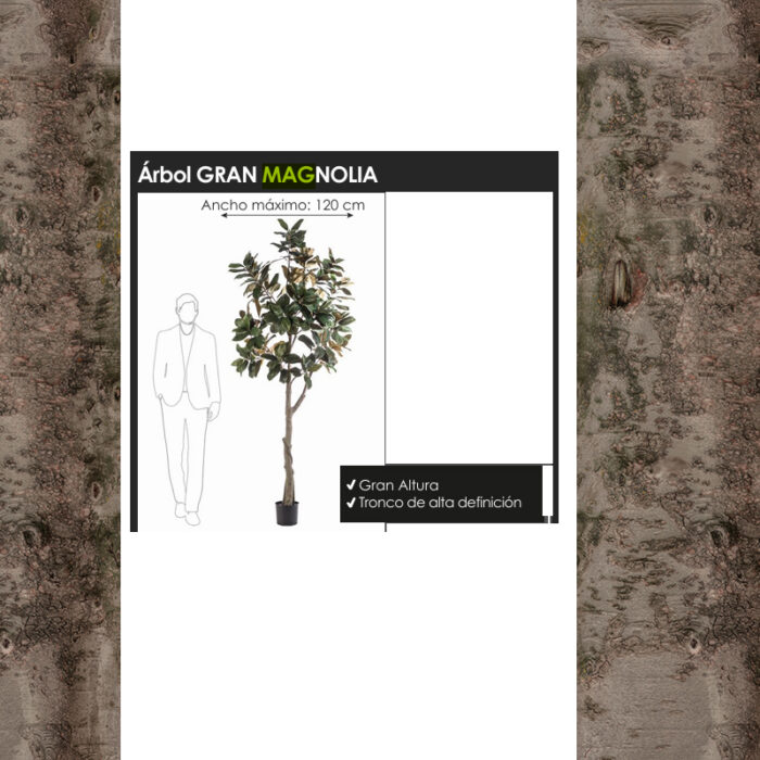 arbol gran magnolia